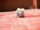Basık Burun Ayı Surat Yarışma Adayı Safkan Boo Pomeranian