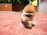Basık Burun Ayı Surat Yarışma Adayı Safkan Boo Pomeranian