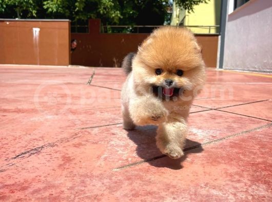 Basık Burun Ayı Surat Yarışma Adayı Safkan Boo Pomeranian görsel