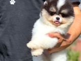 Küt Burun Kare Surat Yarışma Adayı Safkan Boo Pomeranian