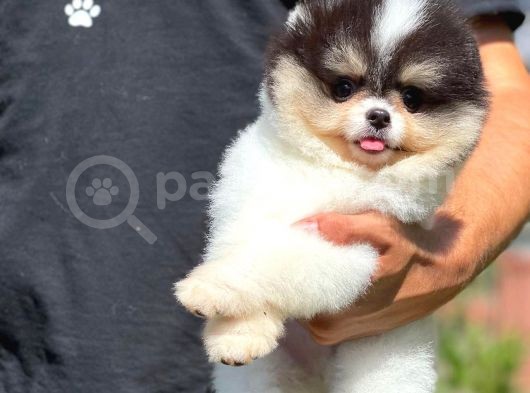 Küt Burun Kare Surat Yarışma Adayı Safkan Boo Pomeranian görsel
