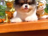 Küt Burun Kare Surat Yarışma Adayı Safkan Boo Pomeranian