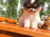 Küt Burun Kare Surat Yarışma Adayı Safkan Boo Pomeranian
