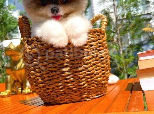 Küt Burun Kare Surat Yarışma Adayı Safkan Boo Pomeranian görsel
