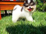 Küt Burun Kare Surat Yarışma Adayı Safkan Boo Pomeranian