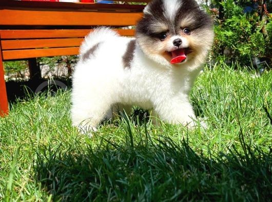 Küt Burun Kare Surat Yarışma Adayı Safkan Boo Pomeranian görsel