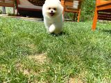 Küt Burun Kare Surat Yarışma Adayı Safkan Boo Pomeranian