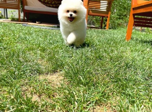 Küt Burun Kare Surat Yarışma Adayı Safkan Boo Pomeranian görsel