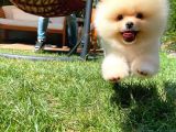 Küt Burun Kare Surat Yarışma Adayı Safkan Boo Pomeranian