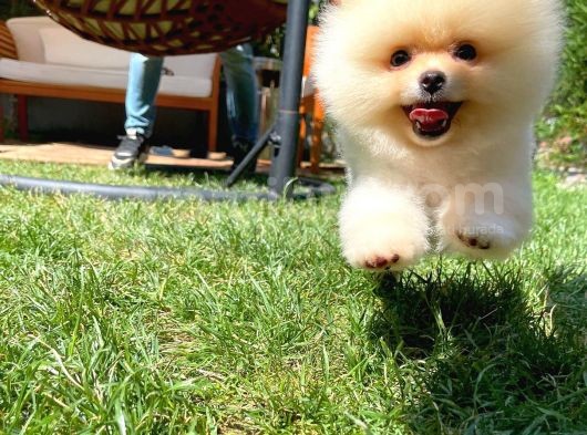 Küt Burun Kare Surat Yarışma Adayı Safkan Boo Pomeranian görsel