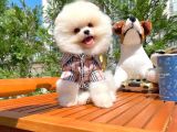 Küt Burun Kare Surat Yarışma Adayı Safkan Boo Pomeranian