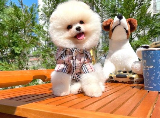 Küt Burun Kare Surat Yarışma Adayı Safkan Boo Pomeranian görsel