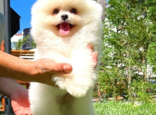 Küt Burun Kare Surat Yarışma Adayı Safkan Boo Pomeranian görsel