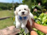Dişi Ve Erkek Mevcut Maltese Terrier