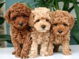 Show Kalite Safkan Toy Poodle Yavruları