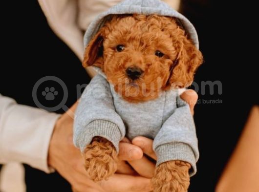 Show Kalite Safkan Toy Poodle Yavruları görsel