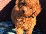 Show Kalite Safkan Toy Poodle Yavruları