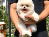 Küt Burun Kare Surat Yarışma Adayı Safkan Boo Pomeranian