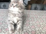 2 Aylık British Longhair Yavrularıma Ömürlük Yuva