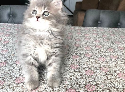 2 Aylık British Longhair Yavrularıma Ömürlük Yuva