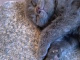 Scottish Fold Ve British Yavrularım Son 3