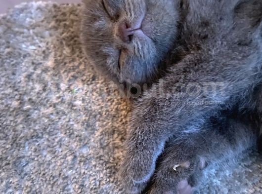 Scottish Fold Ve British Yavrularım Son 3 görsel