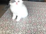 2 Aylık British Longhair Yavrularıma Ömürlük Yuva