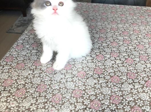 2 Aylık British Longhair Yavrularıma Ömürlük Yuva görsel