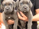 Blue Dişi Cane Corso Yavrularımız
