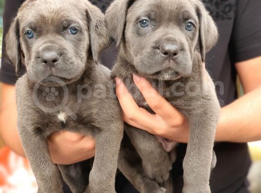 Blue Dişi Cane Corso Yavrularımız görsel