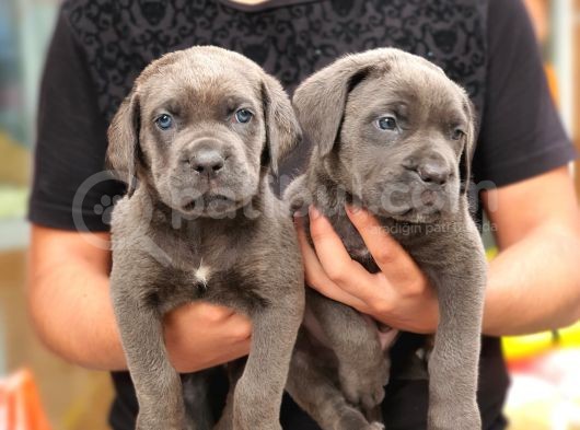 Blue Dişi Cane Corso Yavrularımız görsel