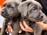 Blue Dişi Cane Corso Yavrularımız