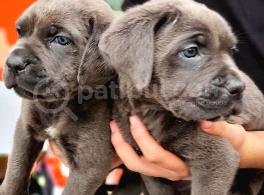 Blue Dişi Cane Corso Yavrularımız görsel