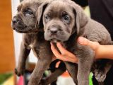 Blue Dişi Cane Corso Yavrularımız