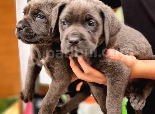 Blue Dişi Cane Corso Yavrularımız görsel