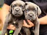 Blue Dişi cane corso yavrularımız
