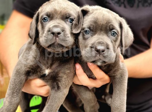 Blue Dişi Cane Corso Yavrularımız