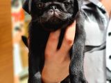Siyah Erkek Pug Yavrularımız 