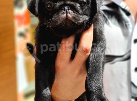 Siyah Erkek Pug Yavrularımız  görsel