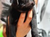 Siyah Erkek Pug Yavrularımız 