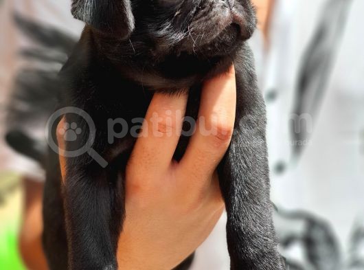 Siyah Erkek Pug Yavrularımız  görsel