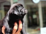 Siyah Erkek Pug Yavrularımız 
