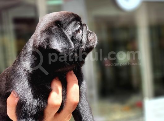 Siyah Erkek Pug Yavrularımız  görsel