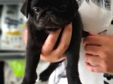 Siyah Erkek Pug Yavrularımız 