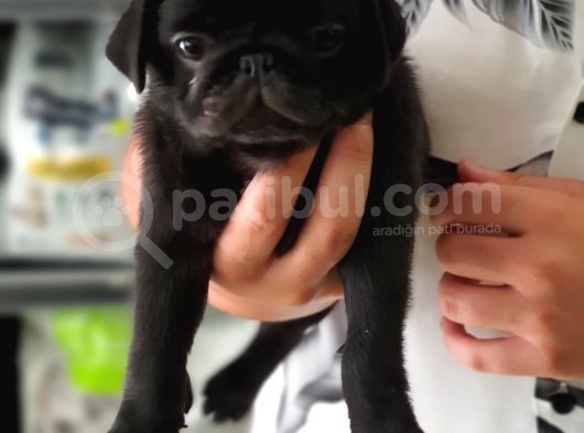 Siyah Erkek Pug Yavrularımız  görsel