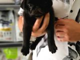 Siyah erkek pug Yavrularımız 