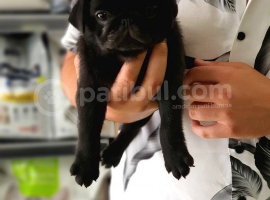 Siyah Erkek Pug Yavrularımız 