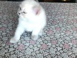 2 Aylık British Longhair Yavrularıma Ömürlük Yuva