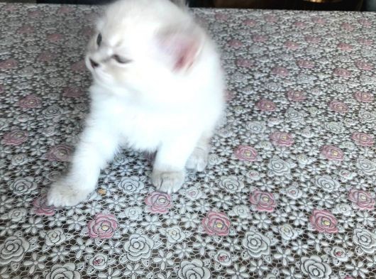 2 Aylık British Longhair Yavrularıma Ömürlük Yuva görsel