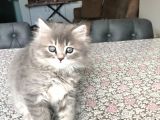 2 Aylık British Longhair Yavrularıma Ömürlük Yuva